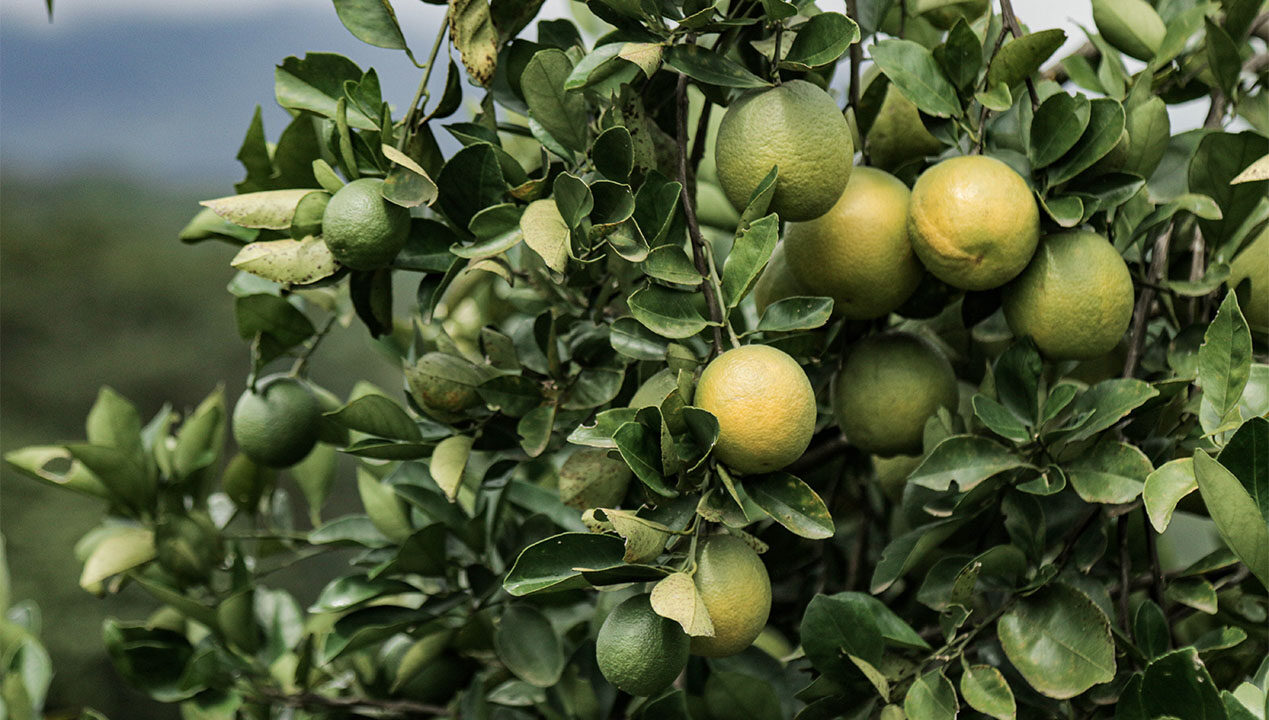 https://www.aldeadepiedras.com/wp-content/uploads/2021/02/Naranjas1-1269x720.jpg