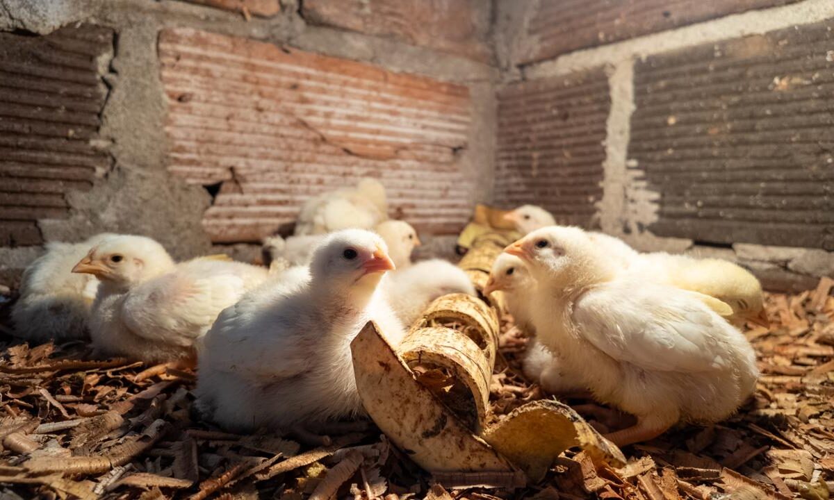 Más de $273 millones han vendido las familias que participan del programa Proyectos Productivos