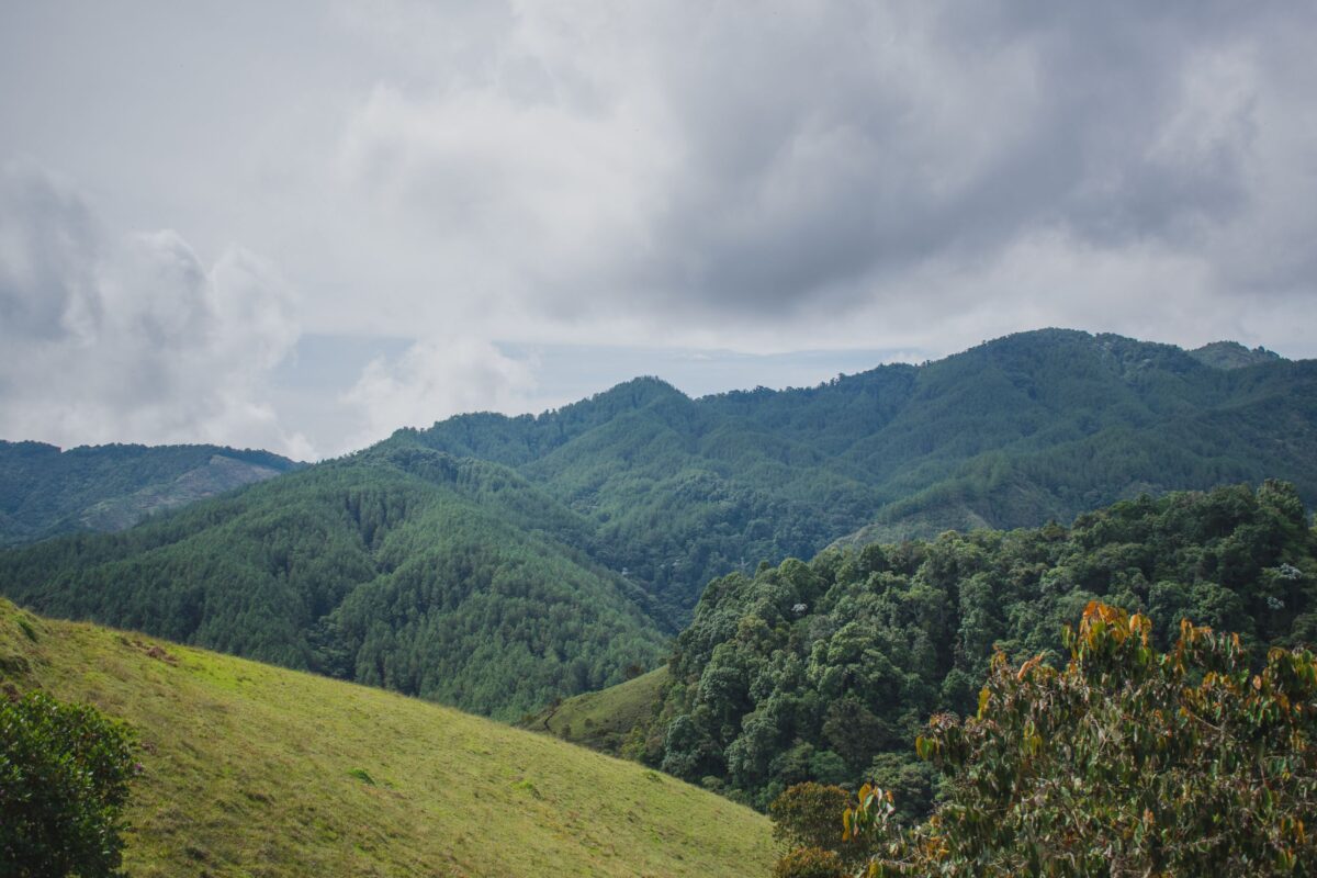 Pinos que le abren paso a los árboles nativos Pinos que le abren paso a los árboles nativos