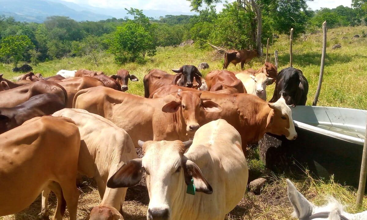 El programa de comodatos fortalece la economía de familias de Jericó