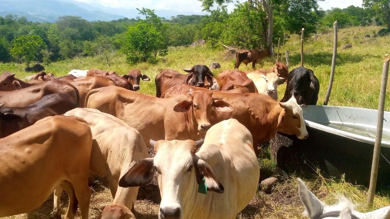 El programa de comodatos fortalece la economía de familias de Jericó